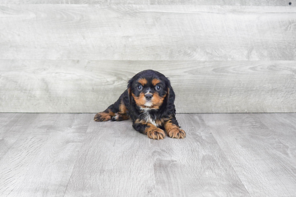 Playful Cavalier King Charles Spaniel Baby