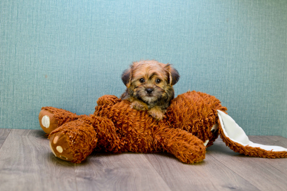 Funny Shorkie Designer Pup