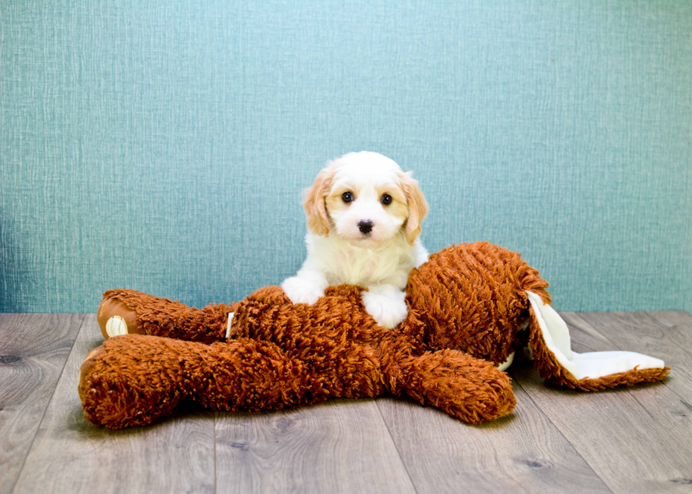 Smart Cavachon Designer Pup