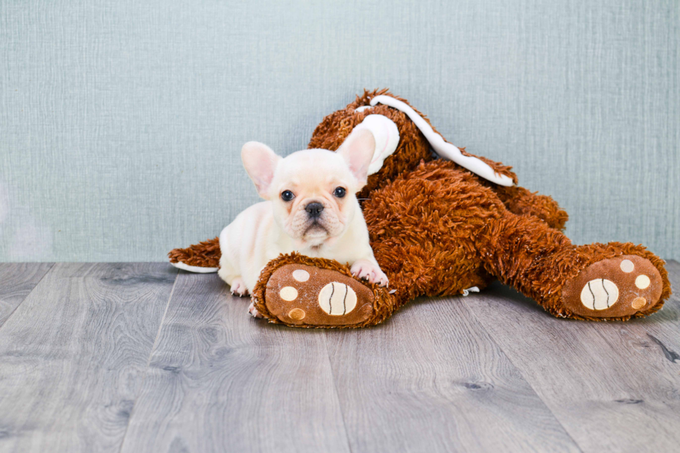 French Bulldog Pup Being Cute