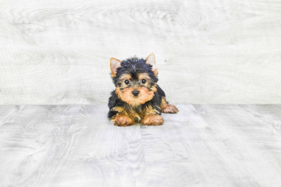 Meet Roscoe - our Yorkshire Terrier Puppy Photo 