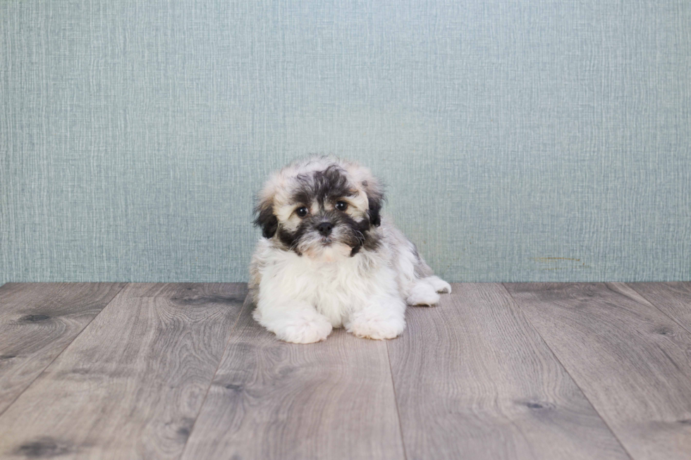 Best Havanese Baby