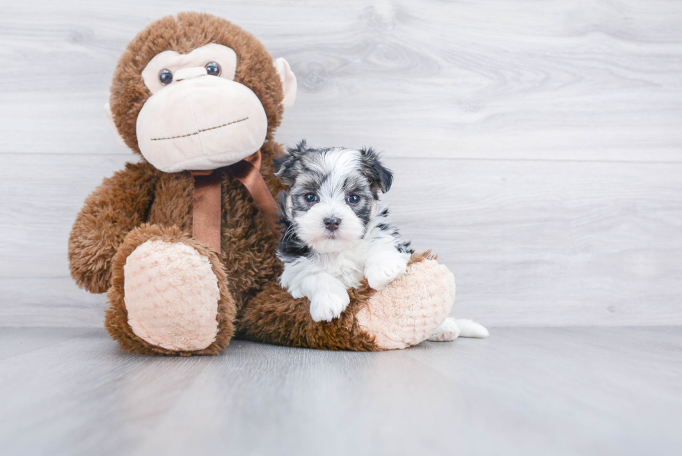 Adorable Yorkie Designer Puppy