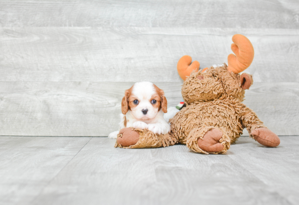 Best Cavalier King Charles Spaniel Baby