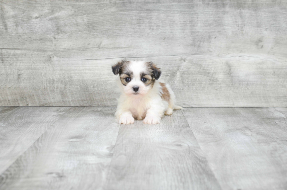 Teddy Bear Pup Being Cute