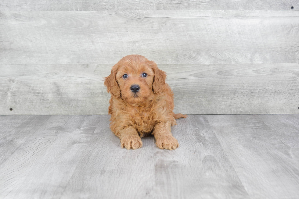 Energetic Golden Retriever Poodle Mix Puppy