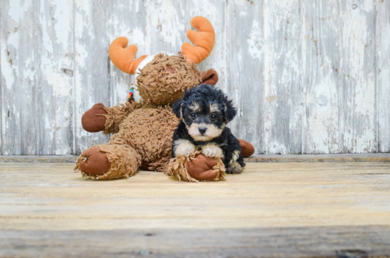 Small Yorkie Poo Baby