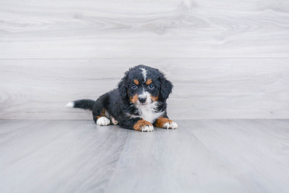 Mini Bernedoodle Pup Being Cute