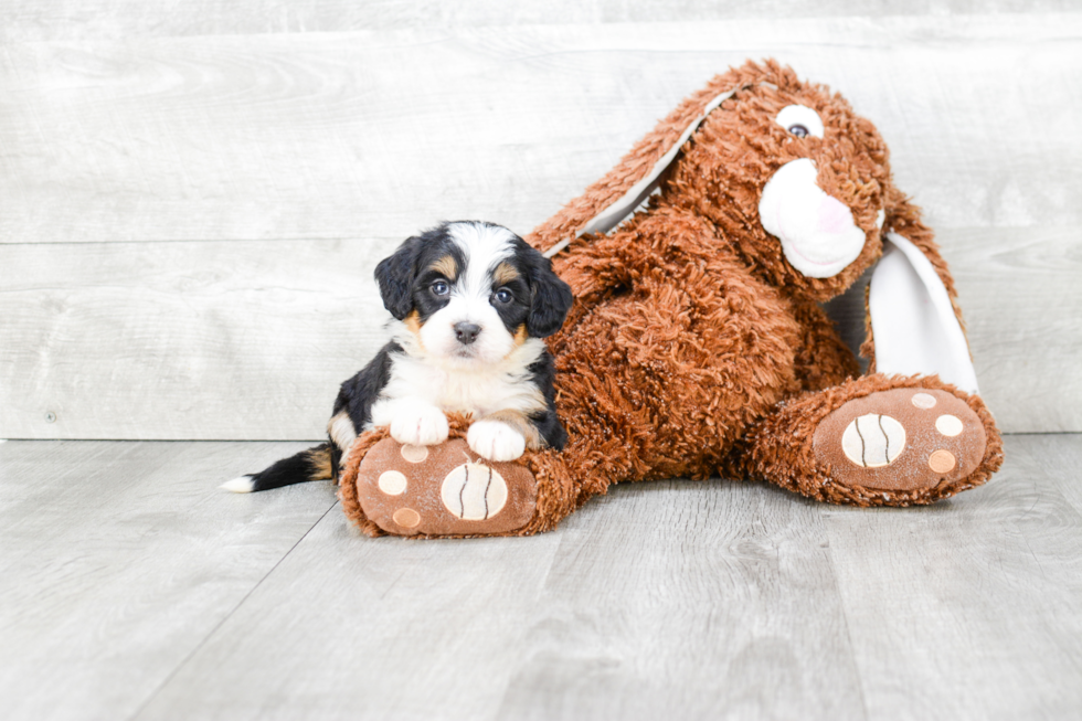 Mini Bernedoodle Pup Being Cute