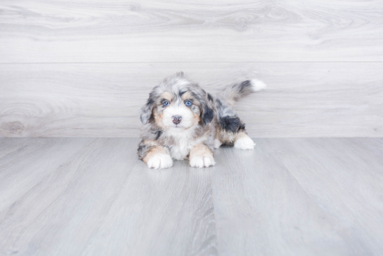 Cute Mini Bernedoodle Baby