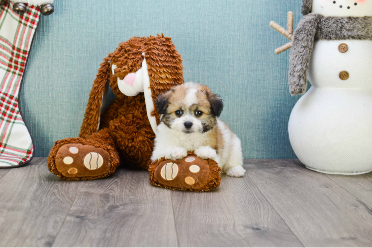 Havanese Pup Being Cute