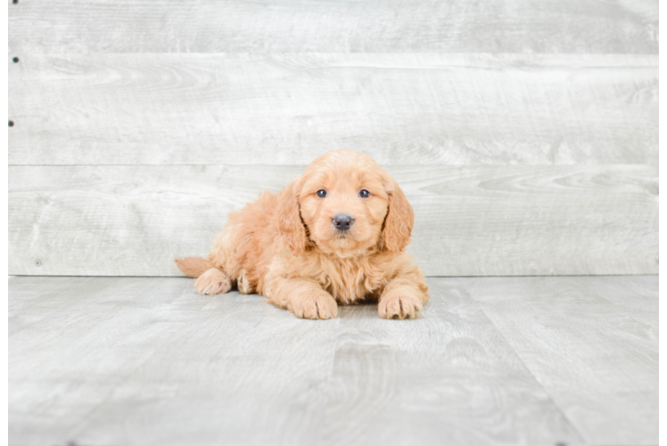 Happy Mini Goldendoodle Baby