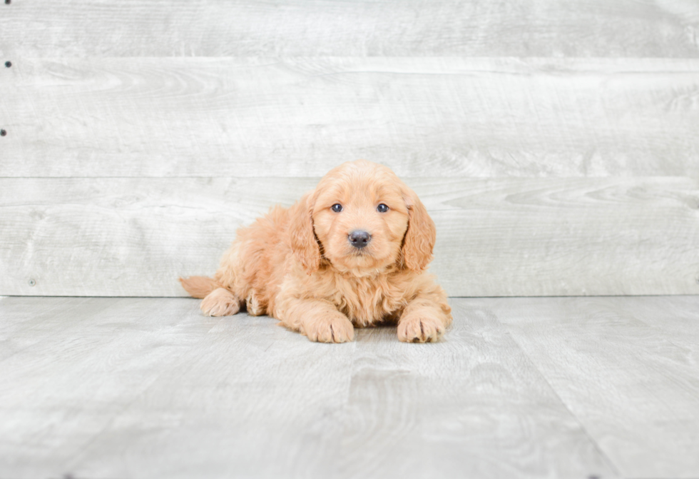 Happy Mini Goldendoodle Baby