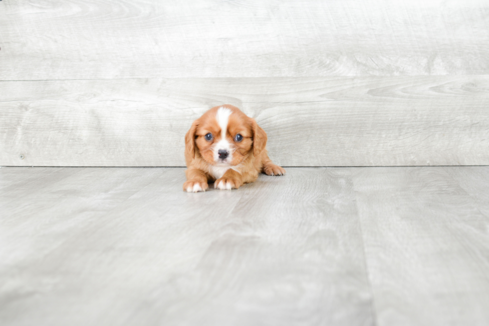 Cavalier King Charles Spaniel Puppy for Adoption