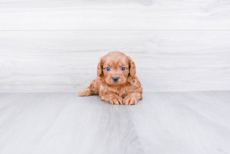 Cute Cavapoo Baby