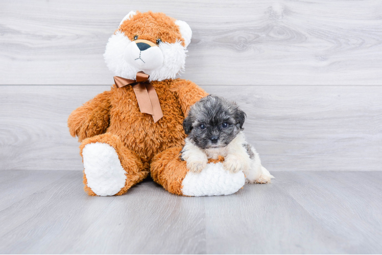 Little Shi Chon Designer Puppy