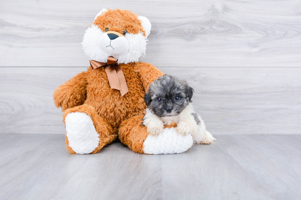 Little Shi Chon Designer Puppy