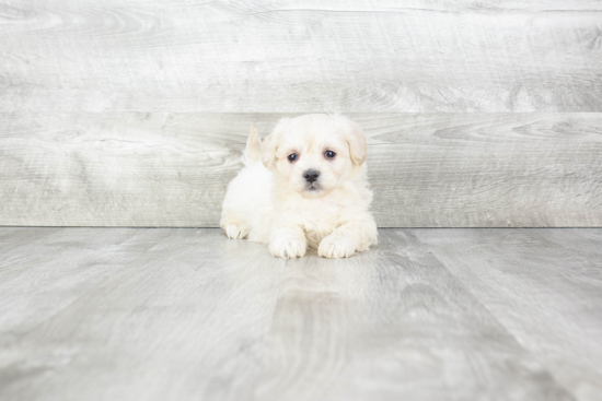 Best Havanese Baby