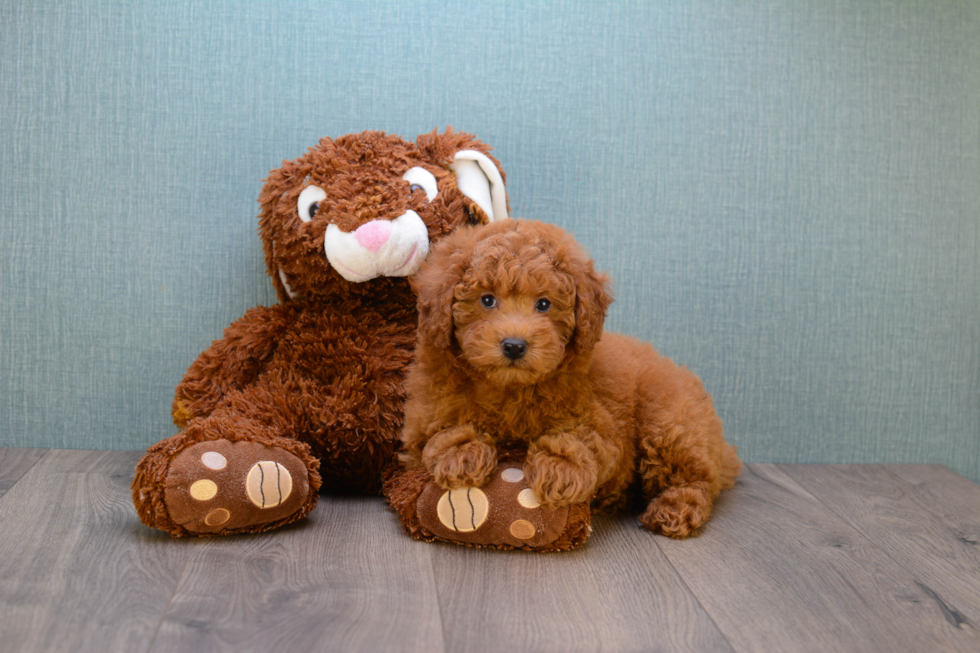 Smart Mini Goldendoodle Poodle Mix Pup