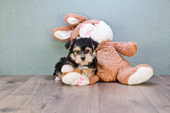 Sweet Morkie Baby