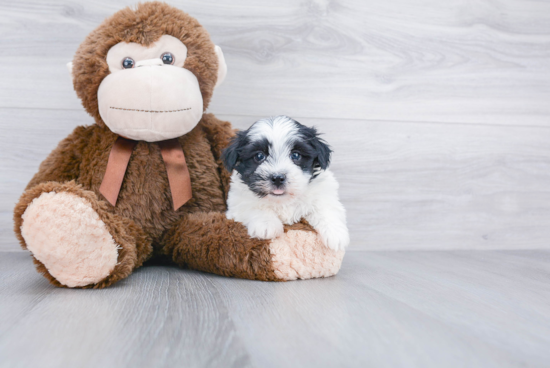 Funny Havanese Purebred Pup