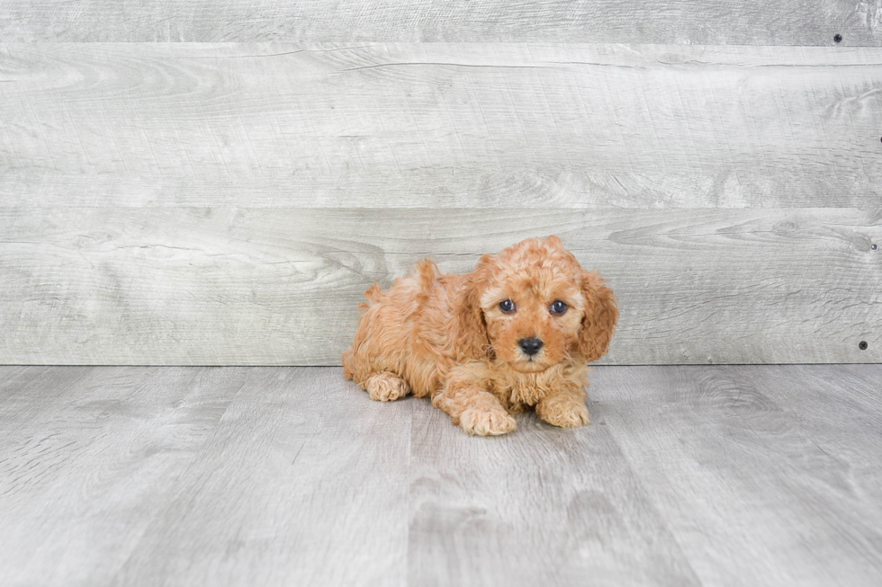 Popular Cavapoo Poodle Mix Pup