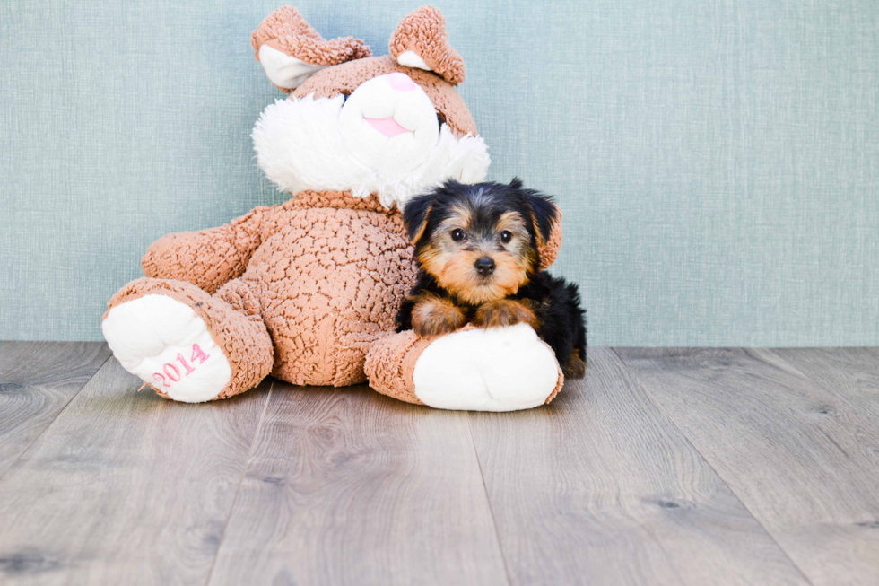 Meet Lisa - our Yorkshire Terrier Puppy Photo 