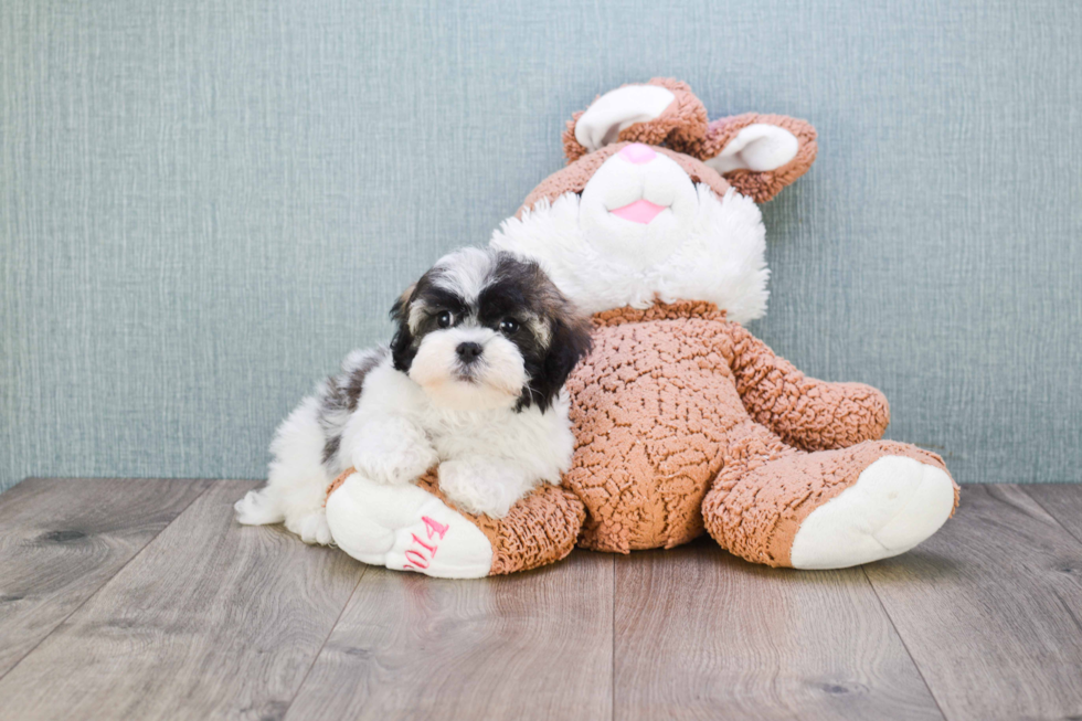 Friendly Havanese Purebred Pup