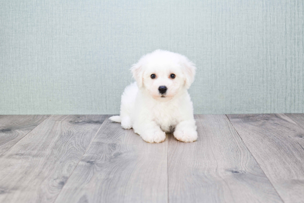 Playful Bichon Frise Baby