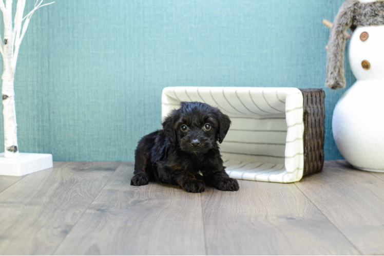 Petite Yorkie Poo Poodle Mix Pup