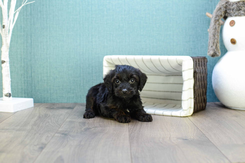 Petite Yorkie Poo Poodle Mix Pup