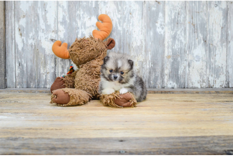 Energetic Pomeranian Purebred Puppy