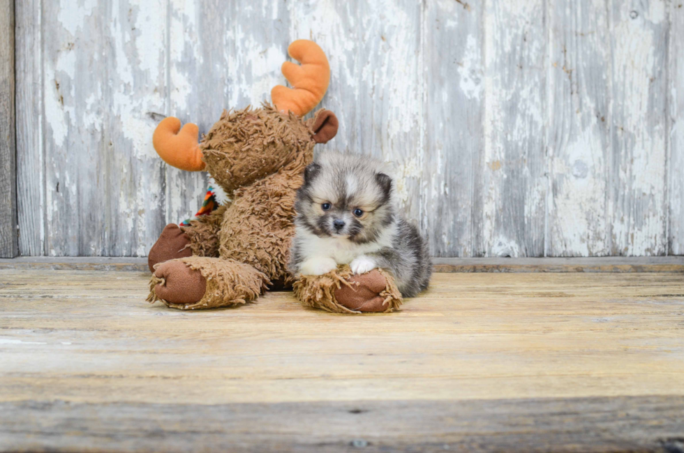 Energetic Pomeranian Purebred Puppy