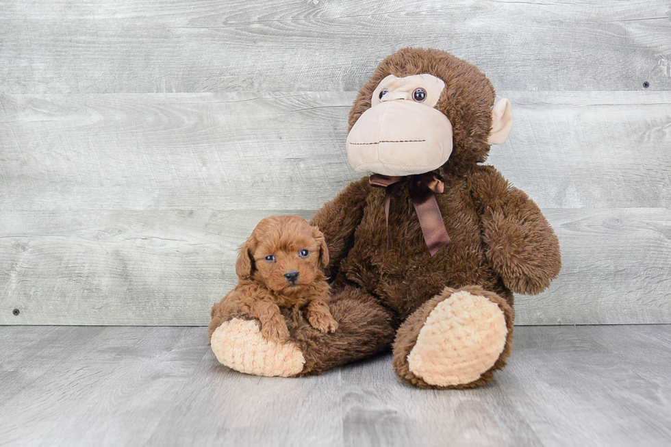 Energetic Cavoodle Poodle Mix Puppy