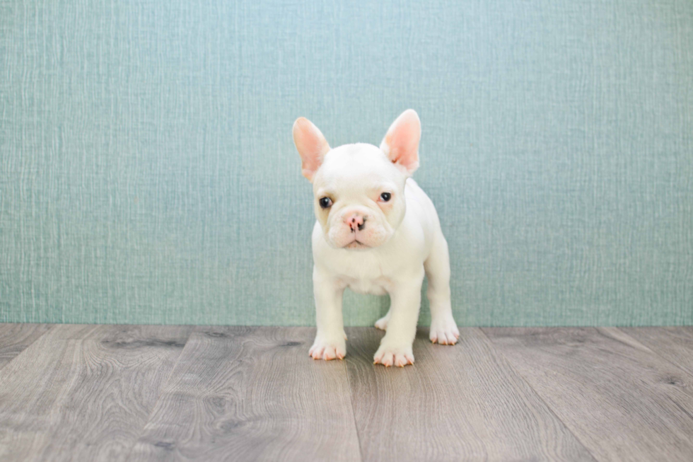 French Bulldog Puppy for Adoption