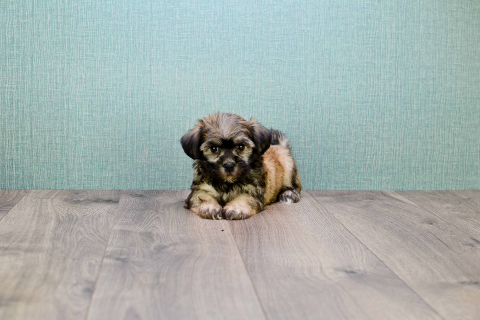 Havanese Puppy for Adoption