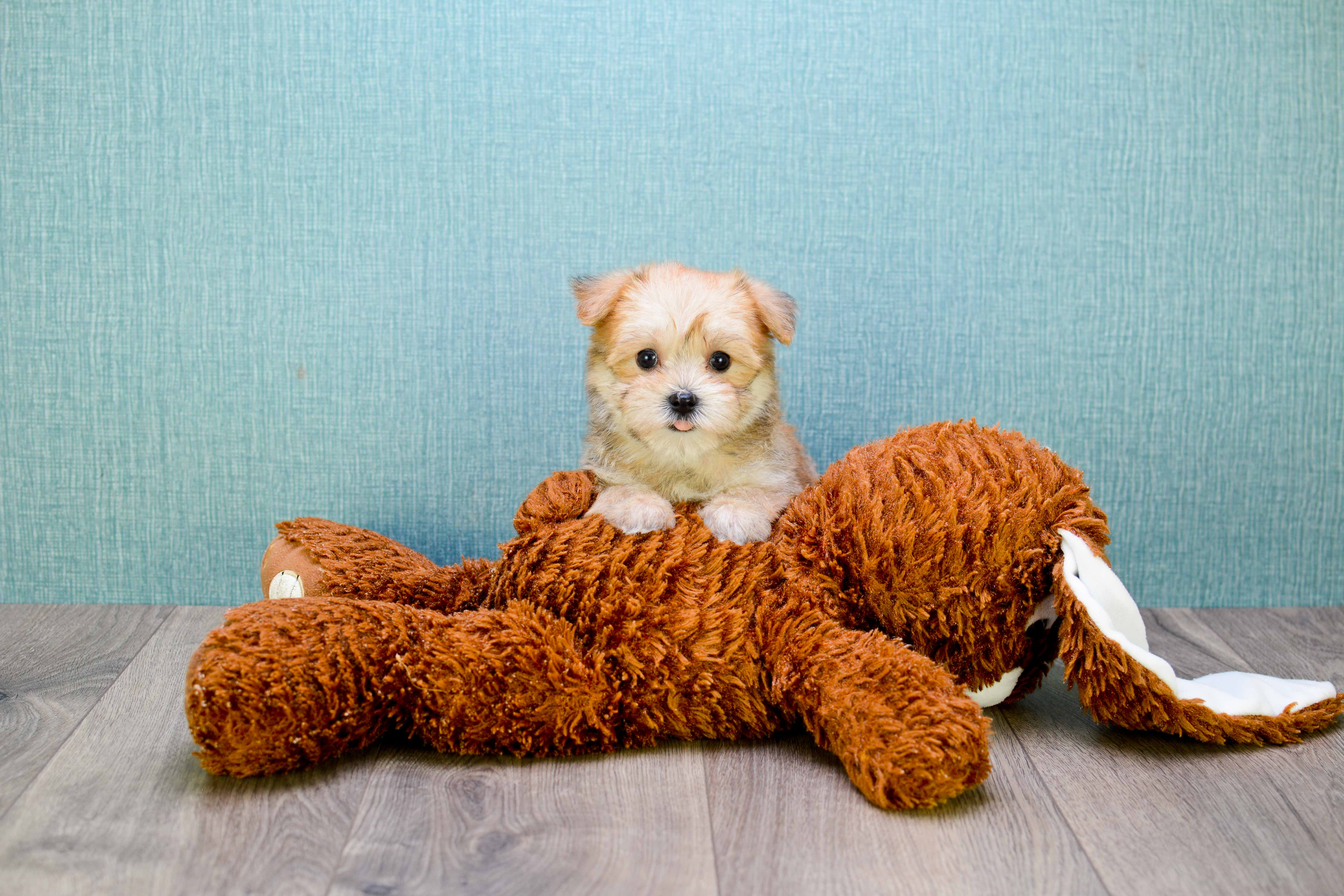 Morkie Pup Being Cute