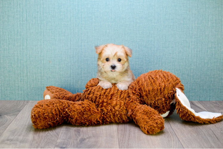 Morkie Pup Being Cute