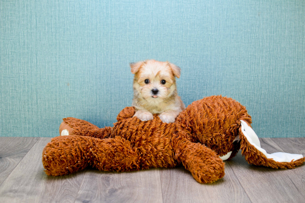 Morkie Pup Being Cute