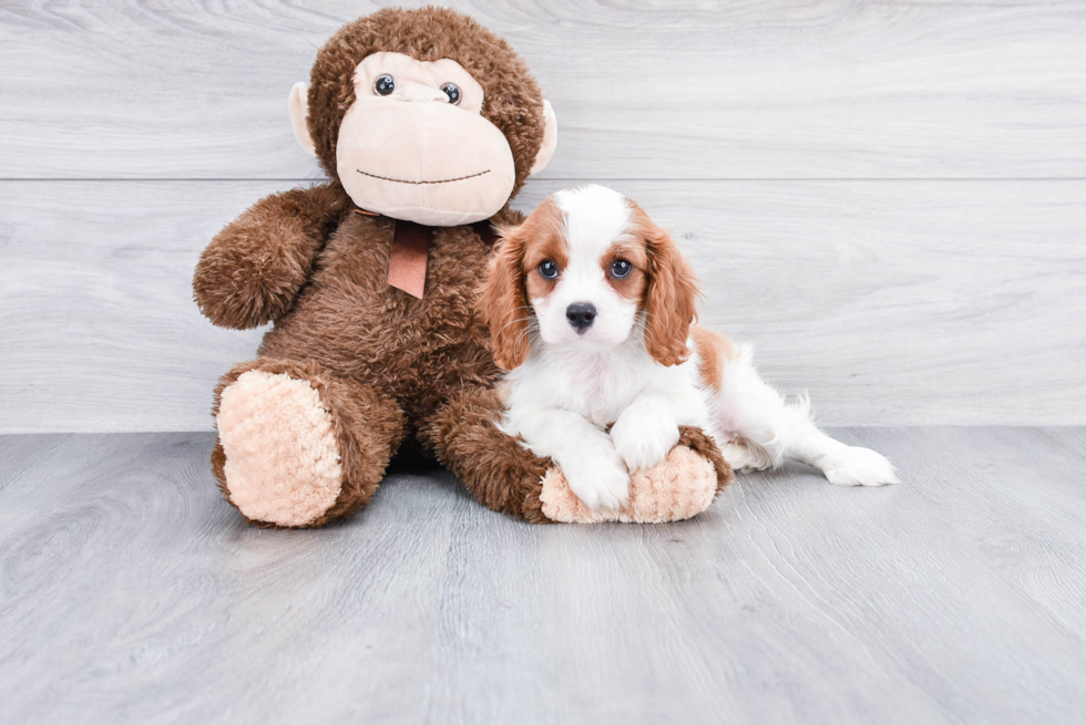 Cavalier King Charles Spaniel Puppy for Adoption