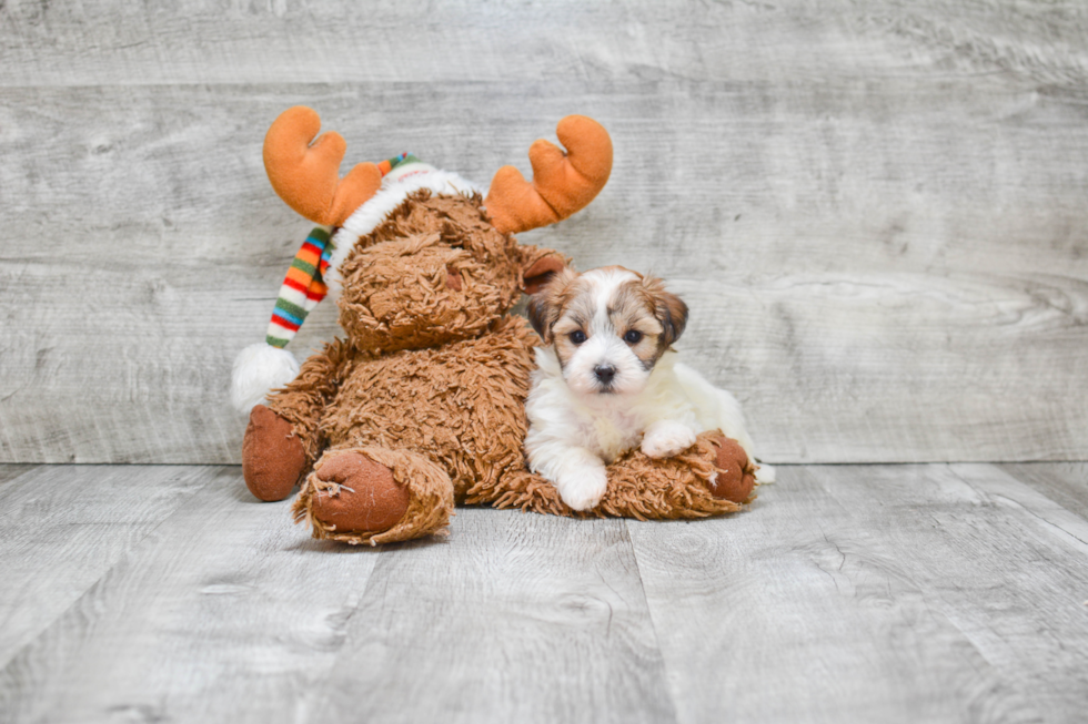 Sweet Morkie Baby