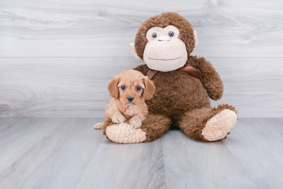 Playful Cavoodle Poodle Mix Puppy