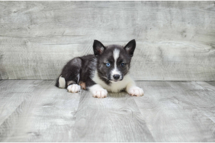 Friendly Pomsky Baby