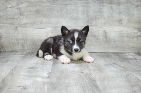 Friendly Pomsky Baby