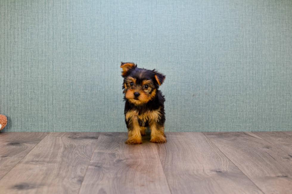 Meet Roscoe - our Yorkshire Terrier Puppy Photo 