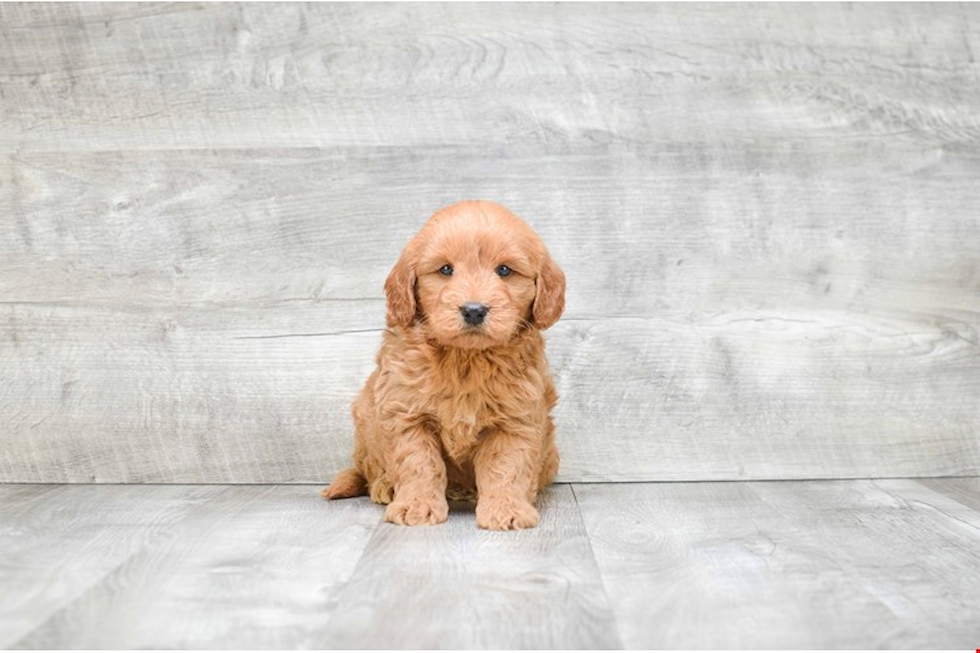 Cute Mini Goldendoodle Baby