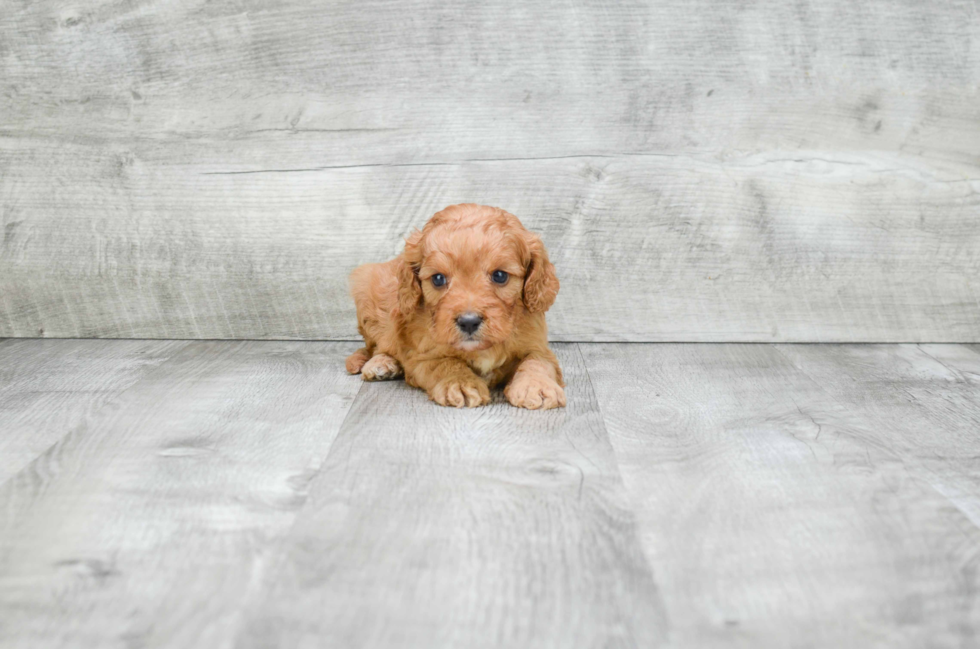 Popular Cavapoo Poodle Mix Pup