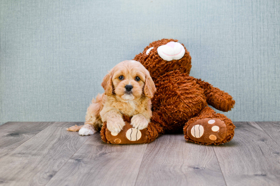 Cavapoo Pup Being Cute