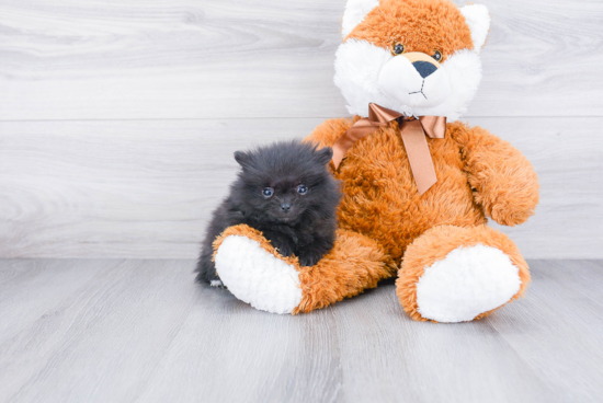 Cute Pomeranian Purebred Puppy