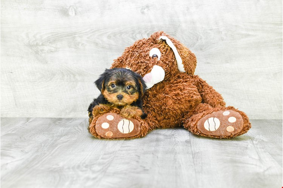 Meet Snickers - our Yorkshire Terrier Puppy Photo 